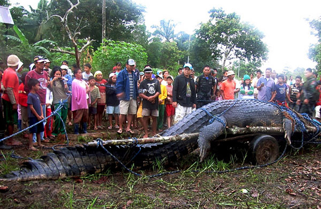 Được cho là khổng lồ nhất, con cá sấu này dài tới 7 mét, và người ta đã săn được nó còn sống sau ba tuần. Thật ngạc nhiên nó đã không bị hạ. 